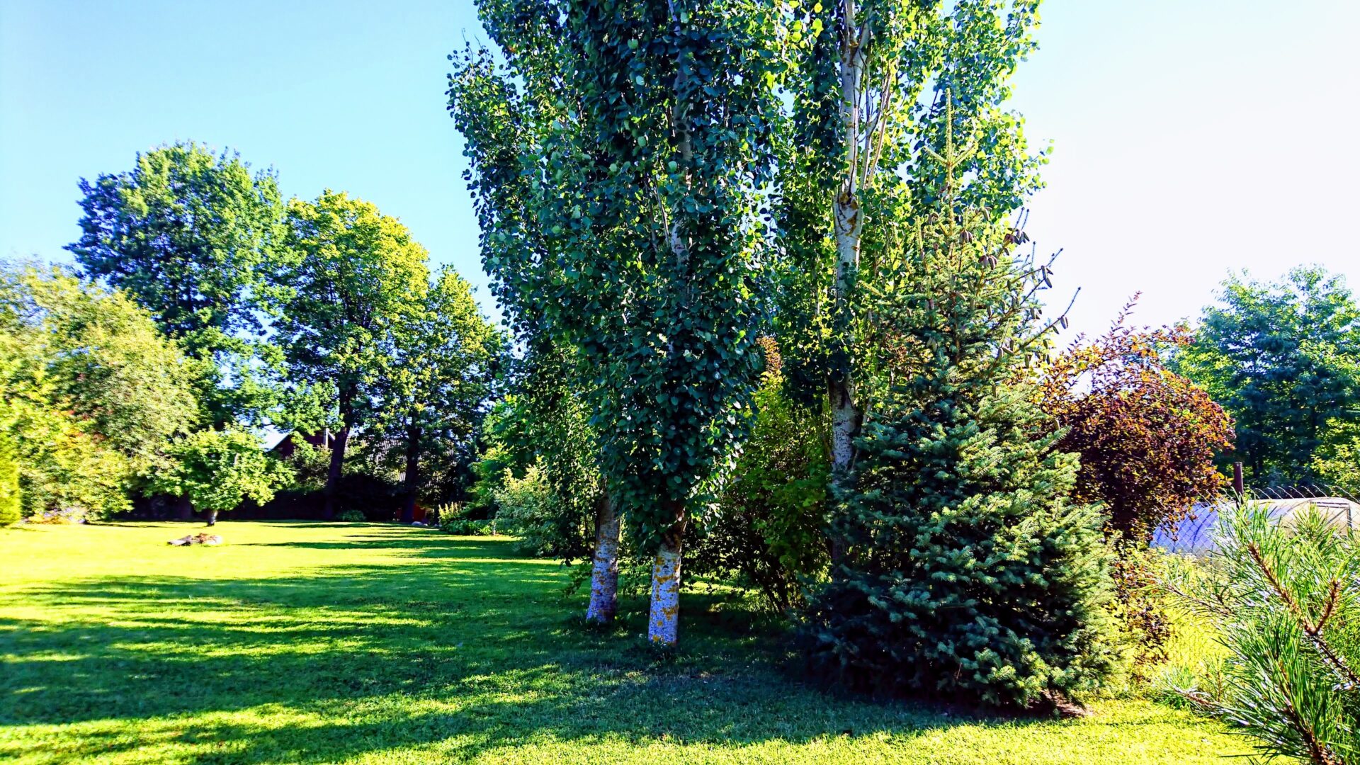 Kõrghaljastus koduaias/ High greenery home garden