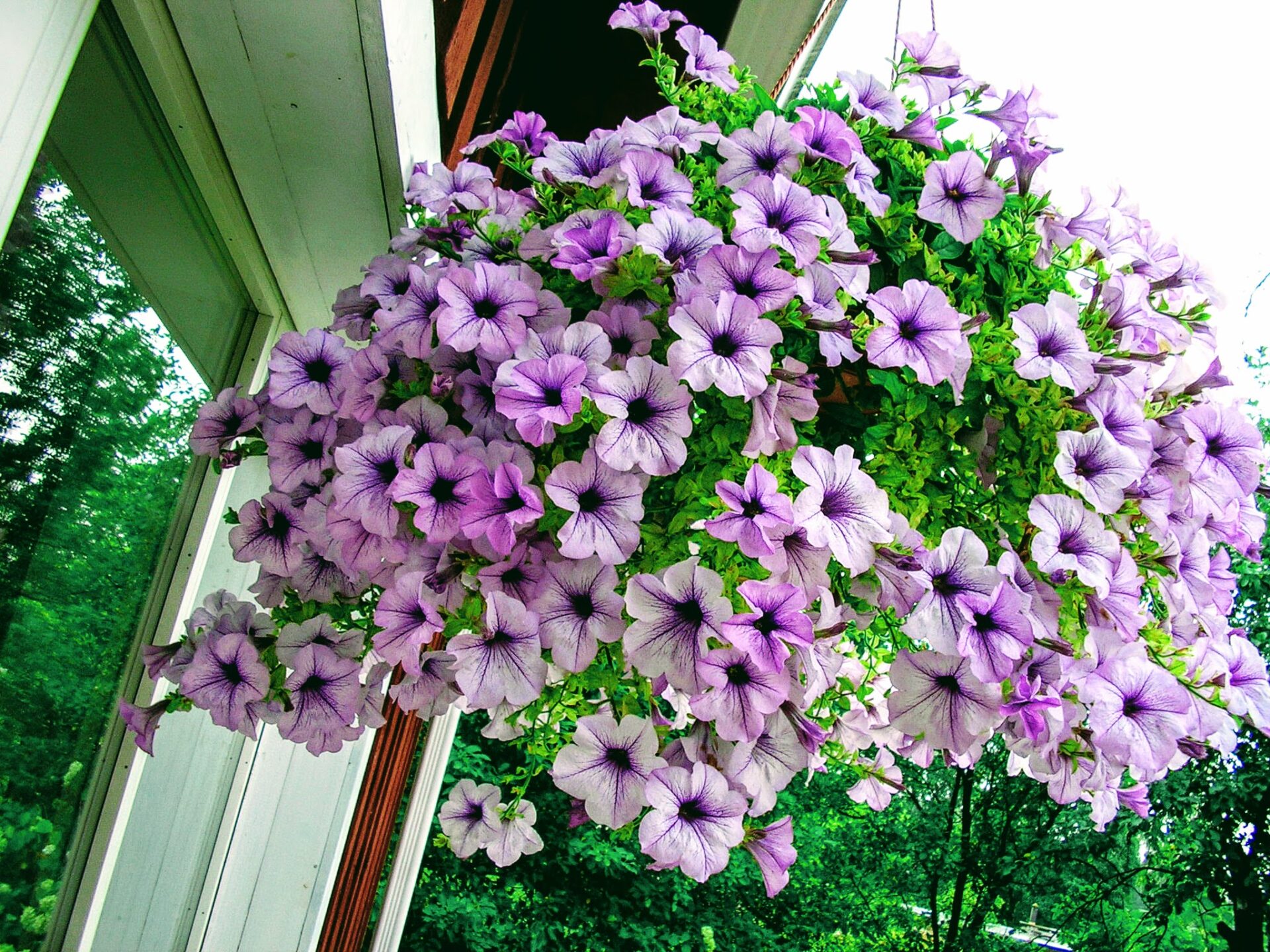 Suvelilled terrassil/ Summer flowers on the terrace