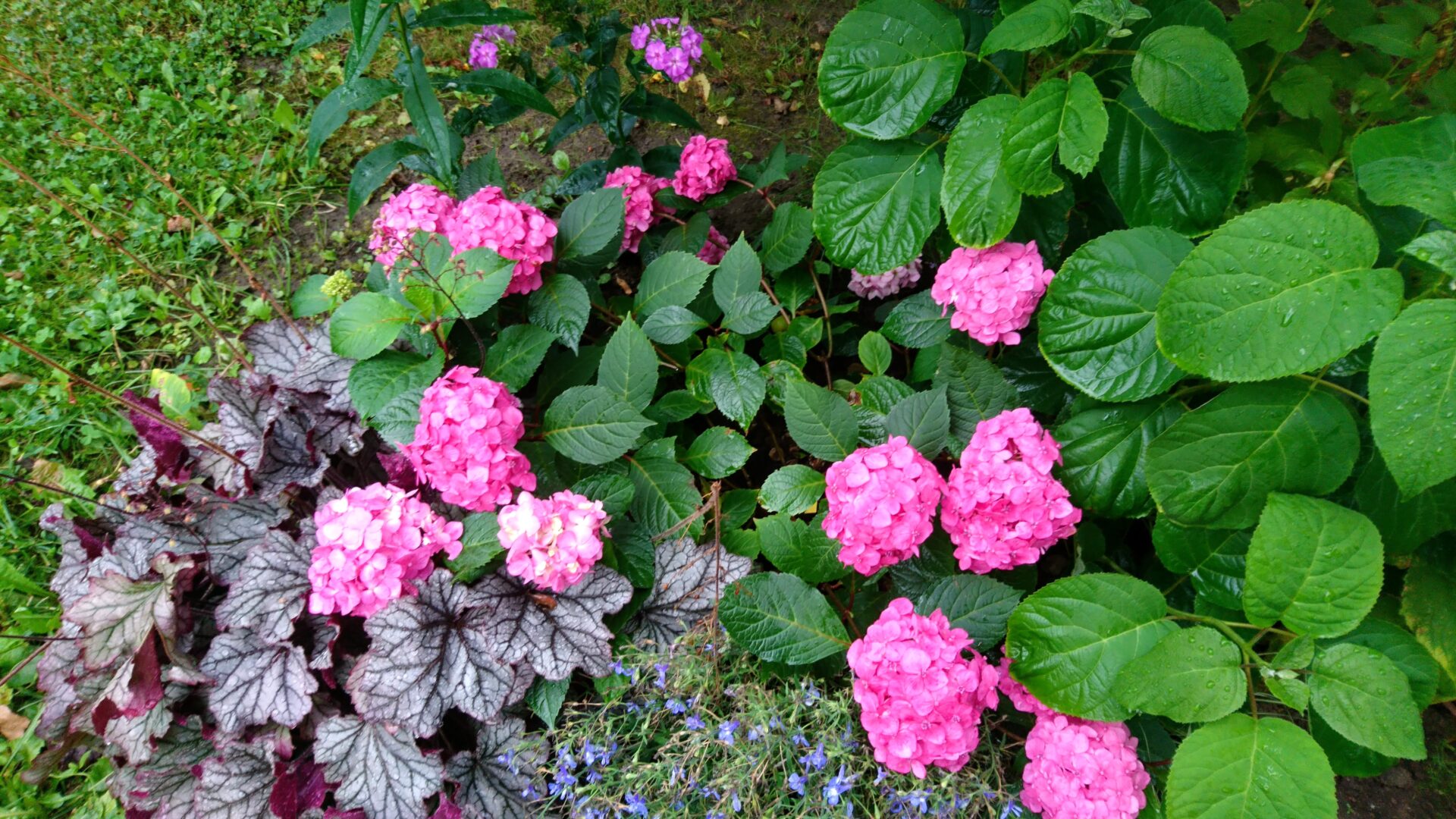 Varjuaed/ Shade garden