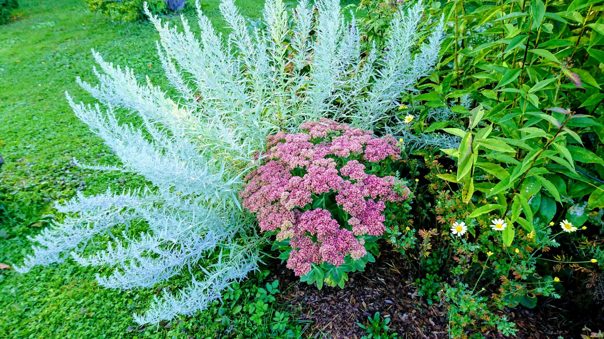 Aed septembris/ Garden in September