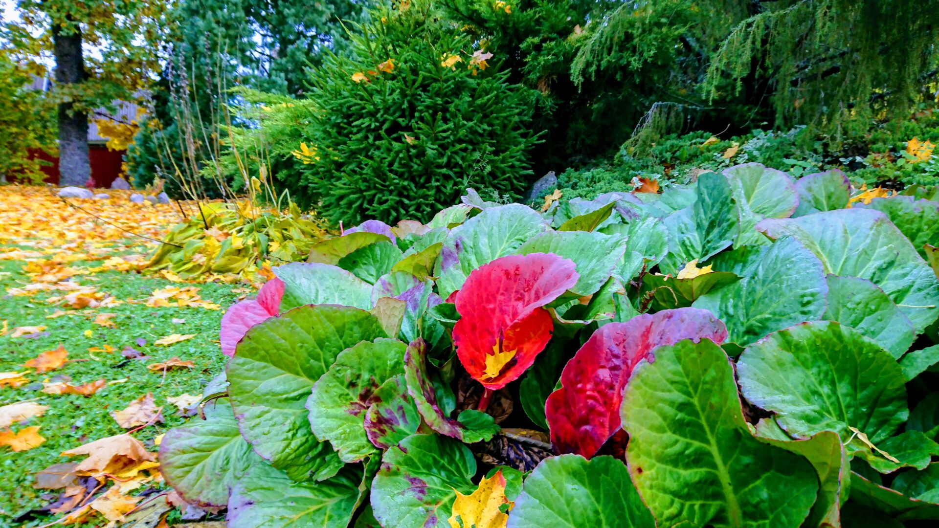 Oktoobrikuine aed/ Garden in october