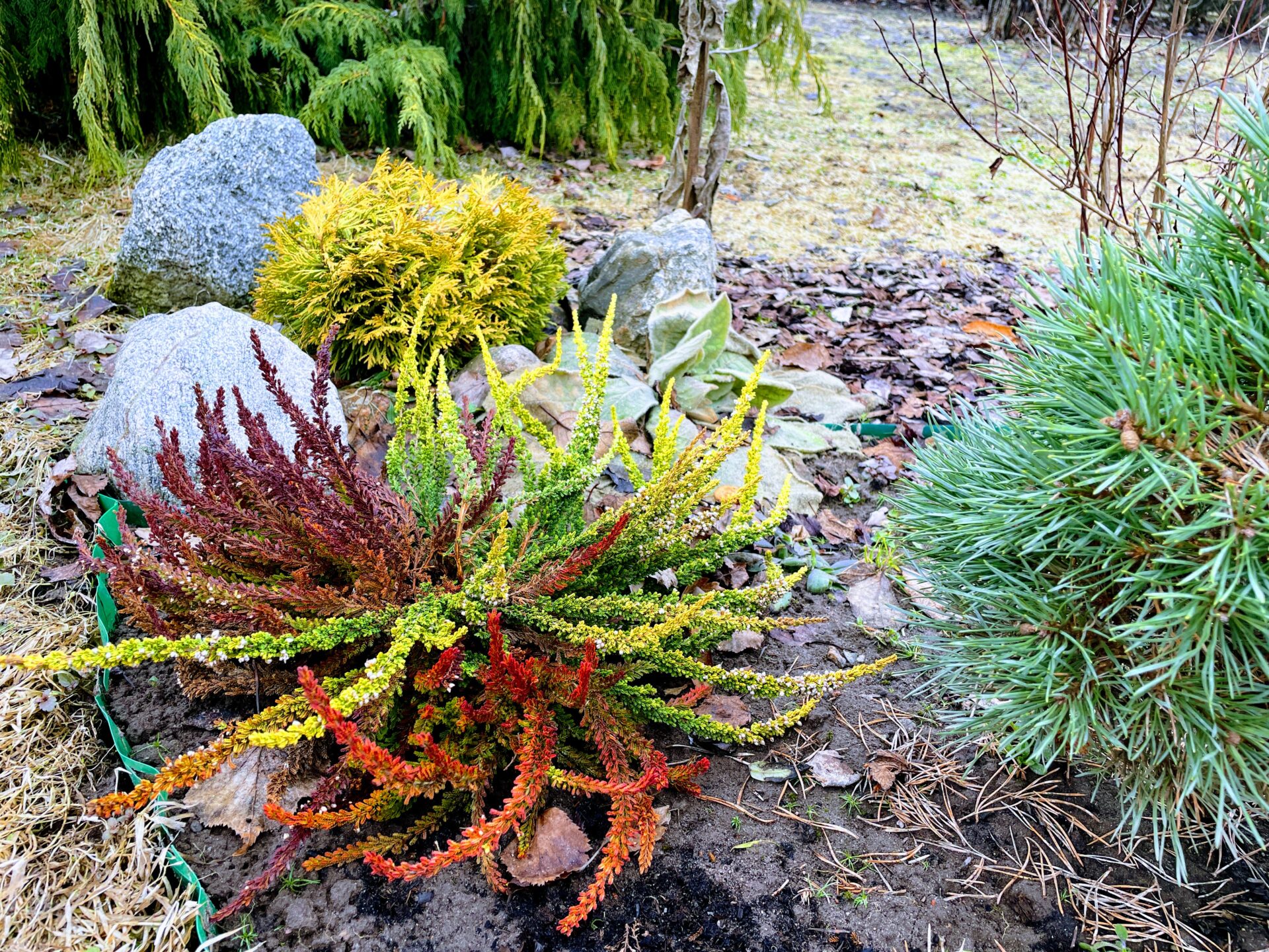 Varakevad aias/ Early spring in the garden